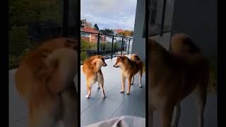 Furry Frenemies A Hilarious Showdown Between Two Feisty Dogsquot [upl. by Nowd]