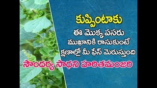 Kuppintaku uses in telugu  kuppintaku plant  Acalypha indica uses in telugu  కుప్పింటాకు [upl. by Tini561]