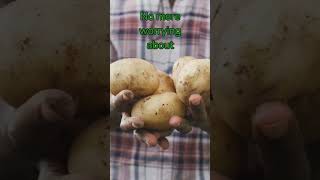 HYDROPONIC SYSTEM Growing Potatoes using a Hydroponic System indoors hydroponicsystem potatoes [upl. by Naam]