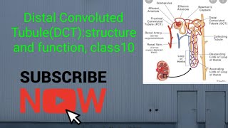 Distal Convoluted TubuleDCTStructure and function class10 [upl. by Plerre]