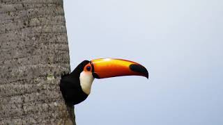 TOCOTOUCAN in the nest RAMPHASTOS TOCO TUCANUÇU TUCANOTOCO Breeding season Free birds [upl. by Lindley43]