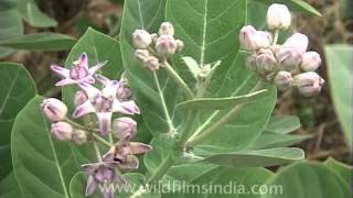 Apple of Sodom flower in Agra [upl. by Carnes]