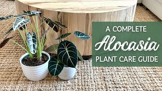 Complete Alocasia Care Guide  Elephant Ear Houseplant Care and Propagation [upl. by Hasila]