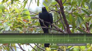 Pacific Koel Eastern Koel – Sounds and Calls [upl. by Anilosi485]