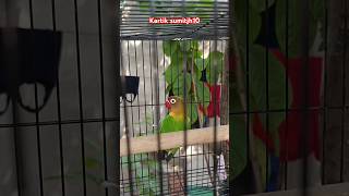 Fischer s lovebirds dhanbad beautiful pets birdsofinstagram ytshort ❤️❤️ [upl. by Viradis]