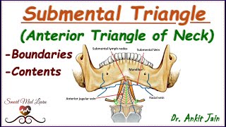 Submental triangle of neck Anatomy Simplified  Boundaries and contents Anterior triangle of neck [upl. by Aihsenat7]