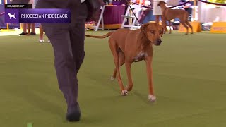 Rhodesian Ridgebacks  Breed Judging 2024 [upl. by Carley]