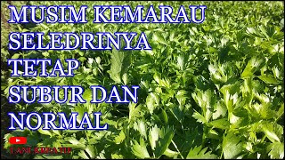 Tanam Seledri musim Kemarau di lampung barat [upl. by Socem]