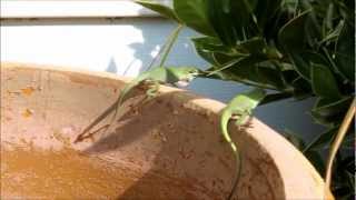 Green Anole Lizard fighting over their territory [upl. by Tillford]