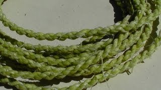 Making Primitive Yucca Rope Bowstring Using Twisted Cordage [upl. by Akeemaj]