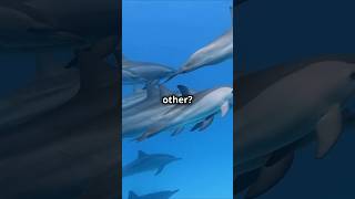 Dolphins ACT Like Humans 😱🐬 [upl. by Eceinwahs]