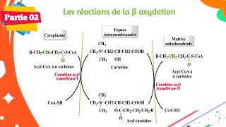 Biochimie  Métabolisme des lipides  Partie 0206 [upl. by Rotceh]