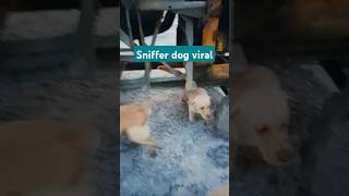 Sniffer dog viral video short pets animals cute funny happyrabbit dog cutespets [upl. by Eelegna]