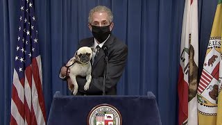 Live City Attorney Says Nugget the Dog Doesnt Like Illegal Fireworks  NBCLA [upl. by Garnet]