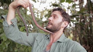 GIANT EARTHWORM DISCOVERED IN ECUADOR [upl. by Etteragram512]