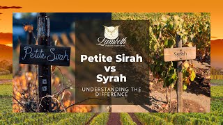 Petite Sirah vs Syrah Understanding the Difference [upl. by Jobina]