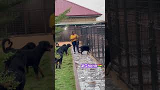 Rottweiler kennel 🇬🇭🥰 cek roti reels crowded rottweiler dog doglover shortvideo realdog [upl. by Helen829]