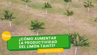 ¿Cómo aumentar la productividad del limón tahití  TvAgro por Juan Gonzalo Angel Restrepo [upl. by Woll]