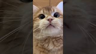 Cats videos cats cat kitten catlovers pets funnycats cutecats catbabies reels feed cats [upl. by Lowis719]