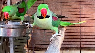 Alexandrine Parrot Breeding Pair  Big Size [upl. by Nada]