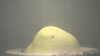 Exploding Easter Marshmallow Peeps in Microwave  OpieRadio [upl. by Euqinom]