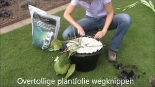 36Vijverplanten planten Pubflv [upl. by Erbe]