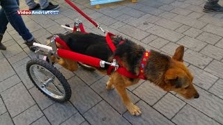 Girotondo il cane paralizzato diversamente abile fa tappa in Viale Crispi [upl. by Ancell]