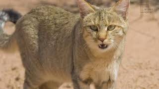 Interesting facts about African Wild Cat by Weird square [upl. by Ralf]