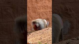 Hamadryas Baboon 🐒 youtubeshorts shortvideo animals travel shortsfeed [upl. by Erich]