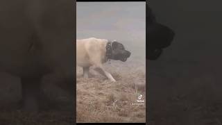 kangal vs wolf [upl. by Ternan]