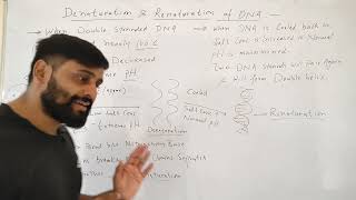 Denaturation and Renaturation of DNA Dr Sams Biology [upl. by Yxel]