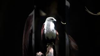 Brahminy Kite 🦅  Bird  Karnataka  Haliastur indus  Wildlife  Birdwatching  National Geographic [upl. by Rexanne162]