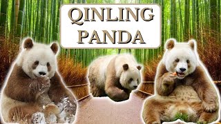 Get to know the Rare and Rascinating Qinling Pandas Brown Pandas Curiosities Abilities and Life [upl. by Rednijar]