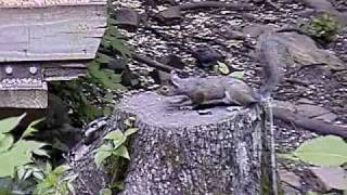 Timber Rattlesnake VS Squirrel [upl. by Urbannal]