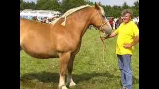 Les chevaux Bretons de JeanYves [upl. by Eerual419]