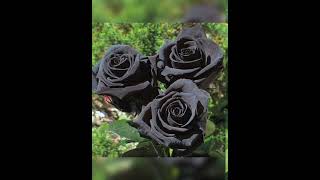 Black roses🖤 [upl. by Mosnar611]