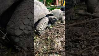 Seychelles 🇸🇨 is an Eternal Weekend vlogs travel [upl. by Hassi]