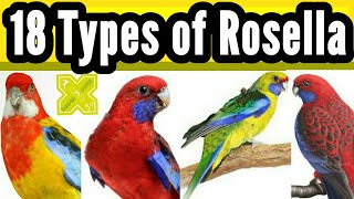 روزیلا پیرٹ کی 18 نسلیں Rosella Parrot 18 Breeds Types Species and Varities in Urdu Hindi [upl. by Yenots446]