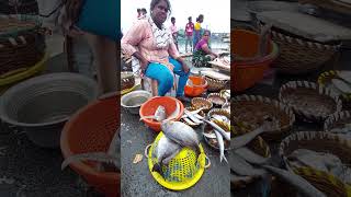 Busy Kasimedu Fish market Chennai Big Fishes fish market women food foodie viralshorts [upl. by Alled]