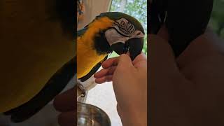 Beak molting macaw shorts [upl. by Emie]