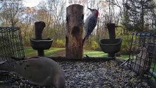 Blue Jays RedBellied Woodpecker and Dove at the platform feeder [upl. by Adnawyek453]