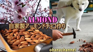 自家製アーモンドチョコレート作り🌸開花、収穫、お礼肥えまで🌳Almond From flowering to quotAlmond chocolatequot🍫❕🌸 [upl. by Gomar]