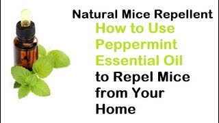 Natural Mice Repellent How to Use Peppermint Essential Oil to Repel Mice from Your Home [upl. by Laroc]