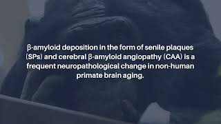 Brain Aging and Alzheimer’s Insights from NonHuman Primates  AgingUS [upl. by Amalburga107]