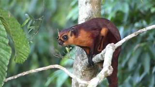 Red Giant Flying Squirrel Sepilok [upl. by Anelis]