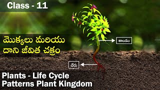 మొక్కలు మరియు దాని జీవిత చక్రం  Plants  Life Cycle Patterns Plant Kingdom  Class 11 Biology [upl. by Nellie281]