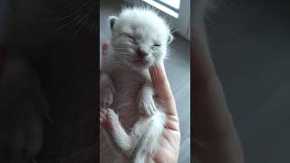 Rescue Siamese kitten [upl. by Hannan]