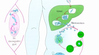 Life cycle of plasmodium diagram [upl. by Mcclain]