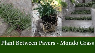 How to Grow Dwarf Mondo Grass Between Pavers or Stepping Stones [upl. by Aihsercal]