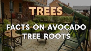 Facts on Avocado Tree Roots [upl. by Ecnarrat660]